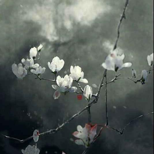 木兰槿