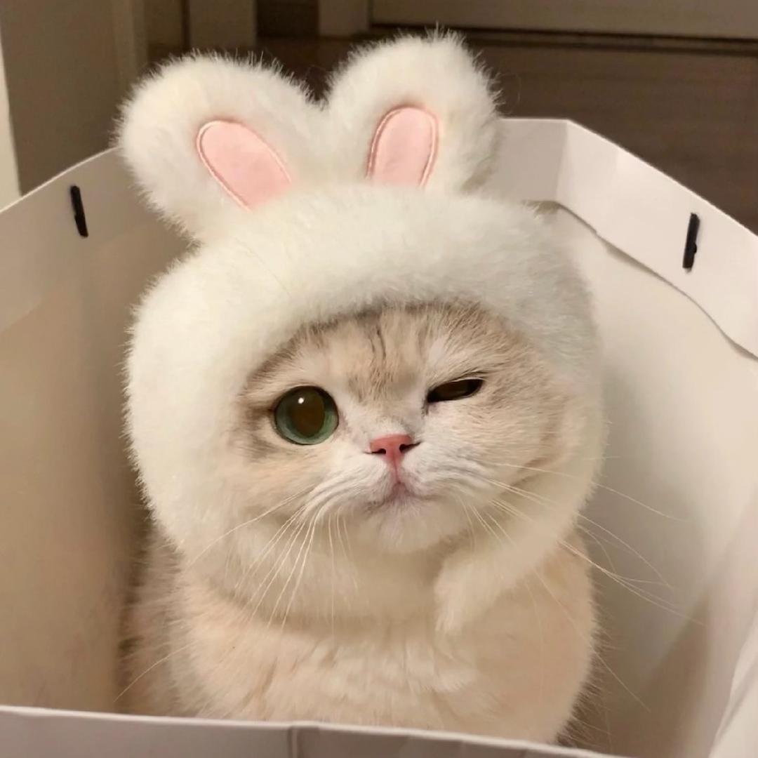 椿萱并茂.