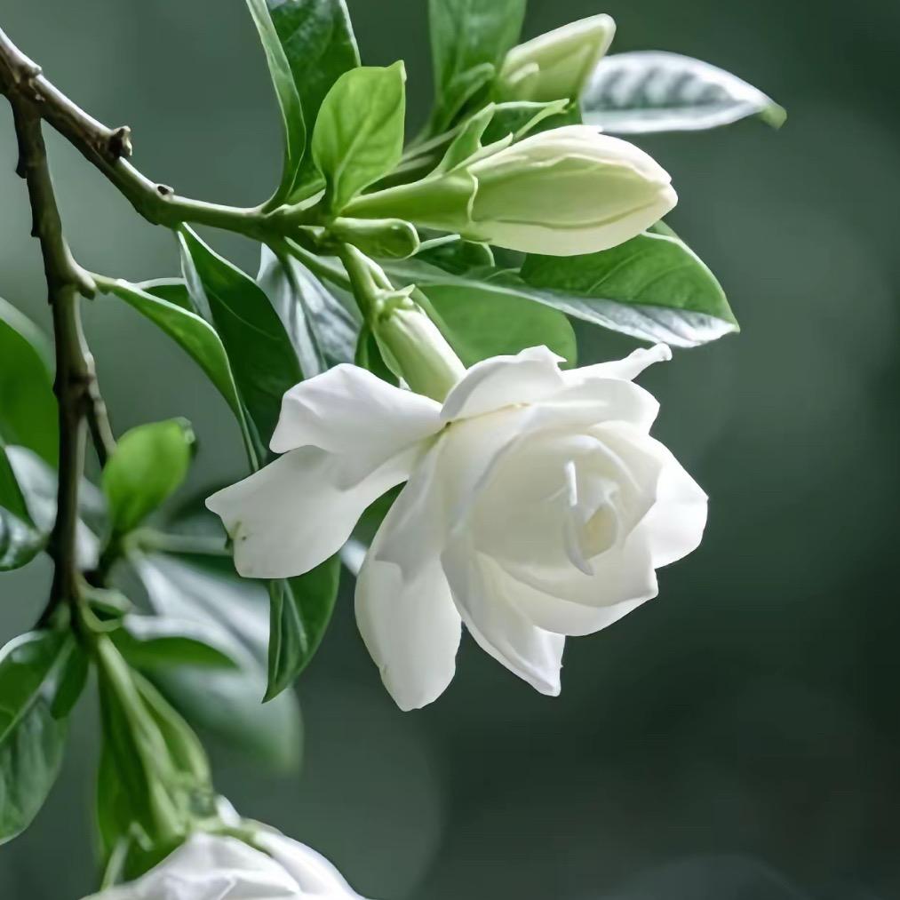 茉茉