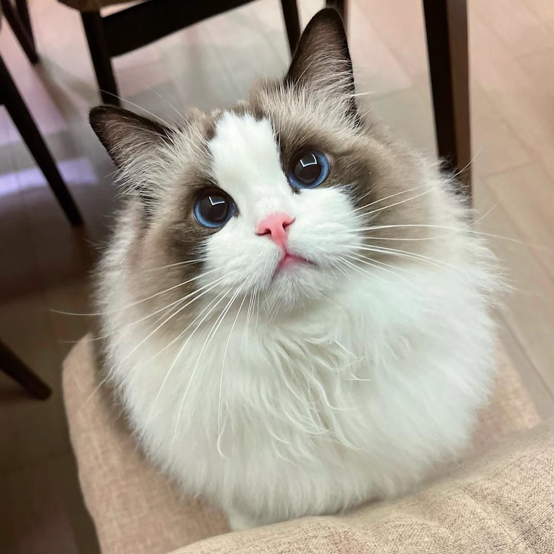 六六是只猫