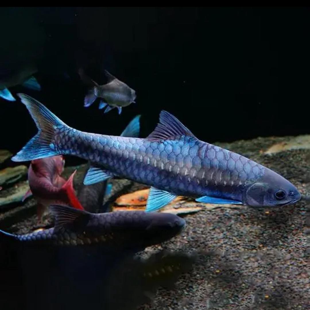 盈水原生蓝吉罗鱼