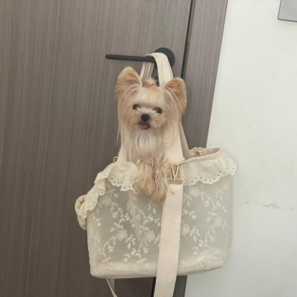 MyDogMyCat高端私宠(私人订制
