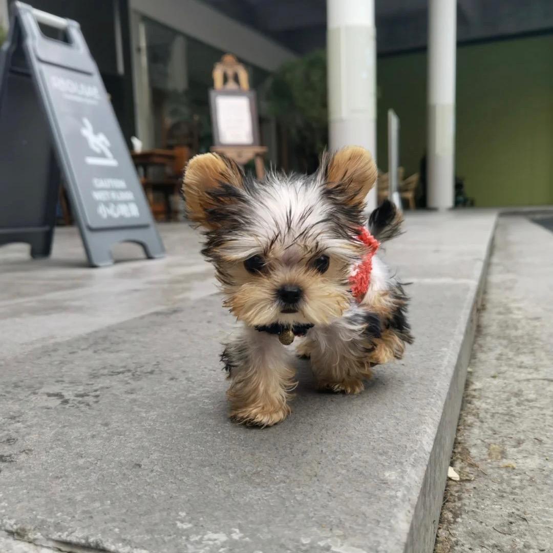 沈阳小旭萌宠