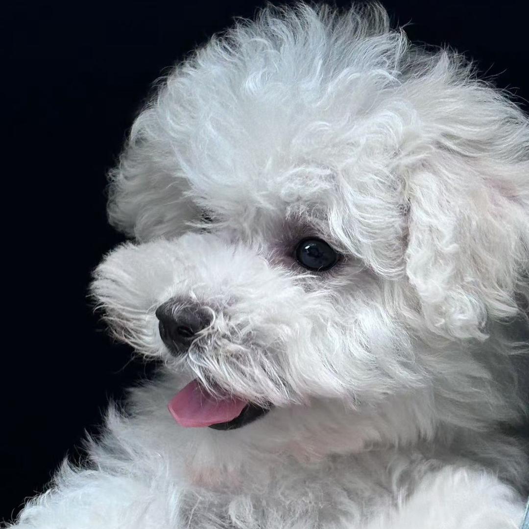 狗狗🐶
