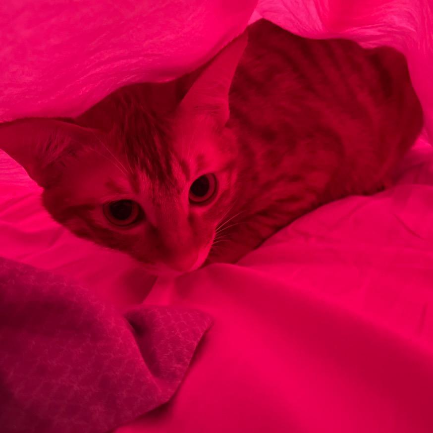 我有三只小猫咪呀