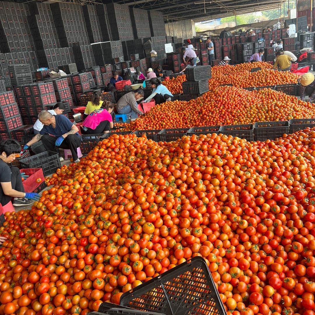 云南蔬菜水果代办   普家奇