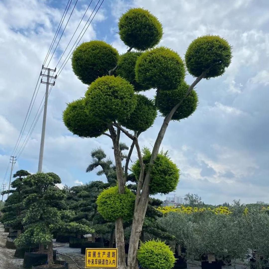 梵花间有限公司