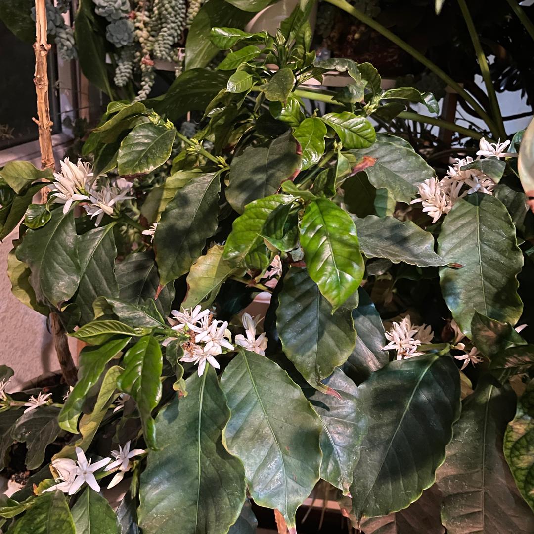 阿忠咖啡工作室