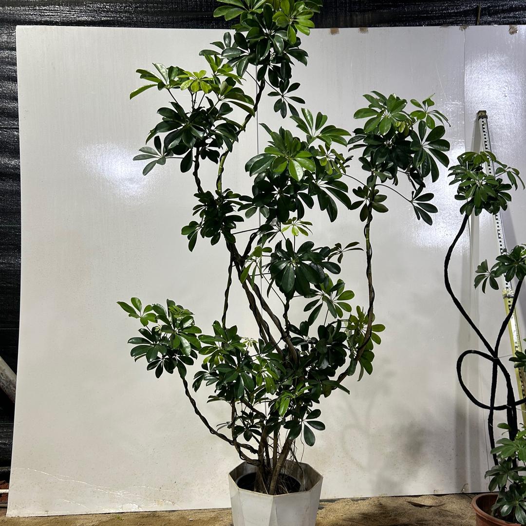 星星绿植基地