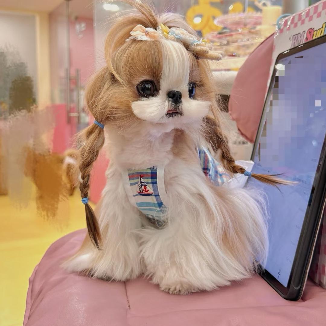 八菇酿精品西施马尔济斯