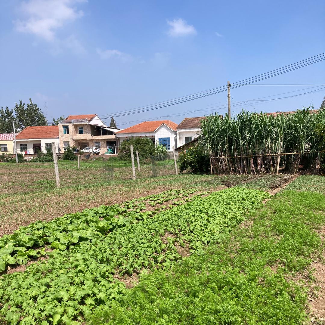 我在农村天气晴