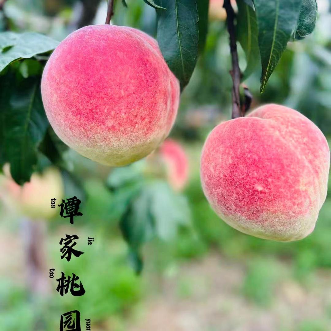 水蜜桃种植合作社