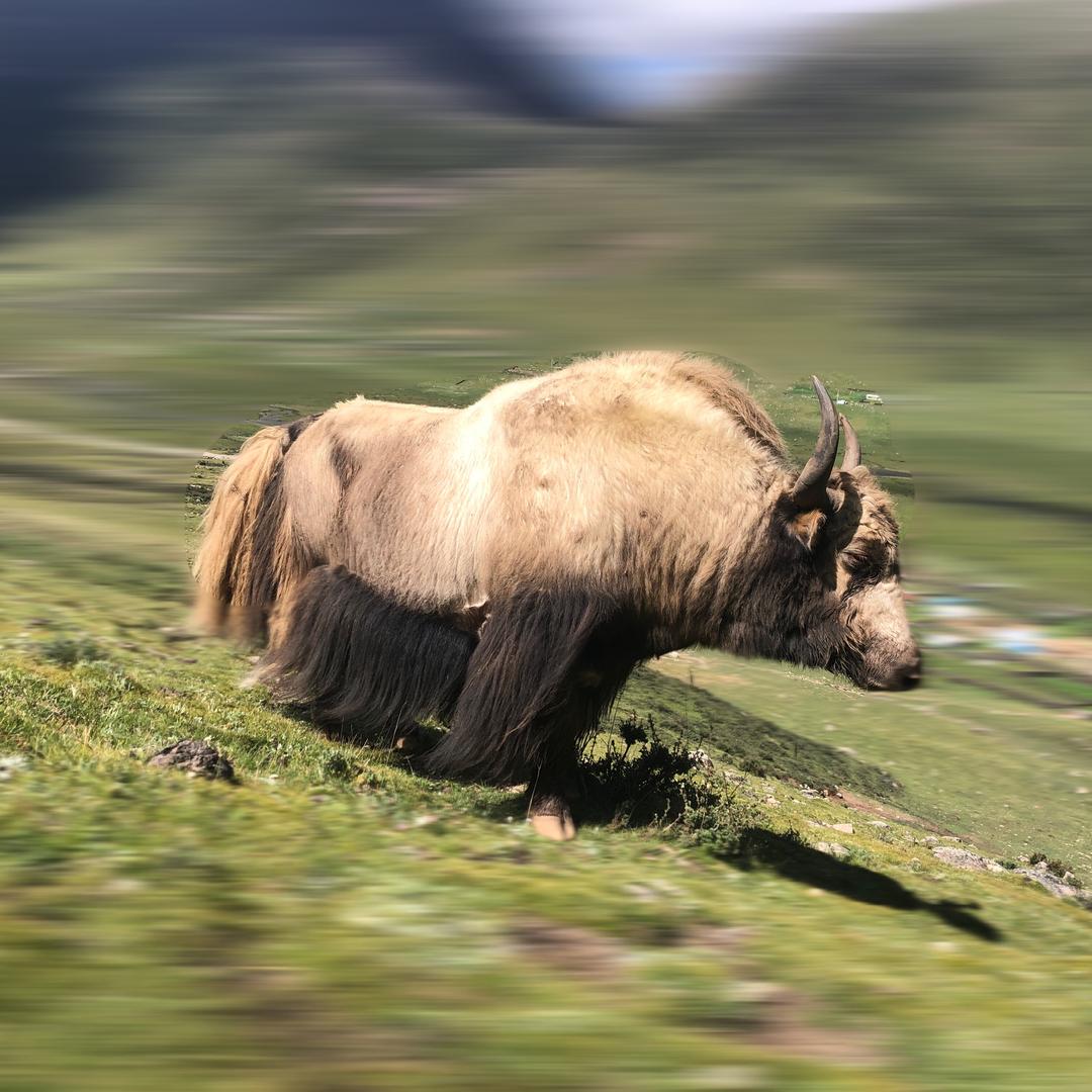 藏B………高原牛王🎬