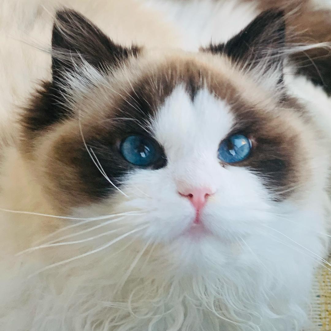 家有三只布偶猫