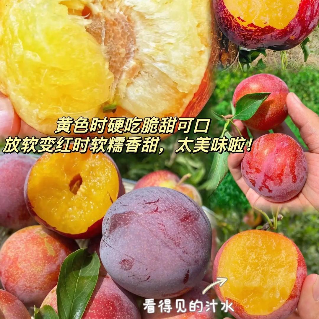 沛淼果树苗木专营店