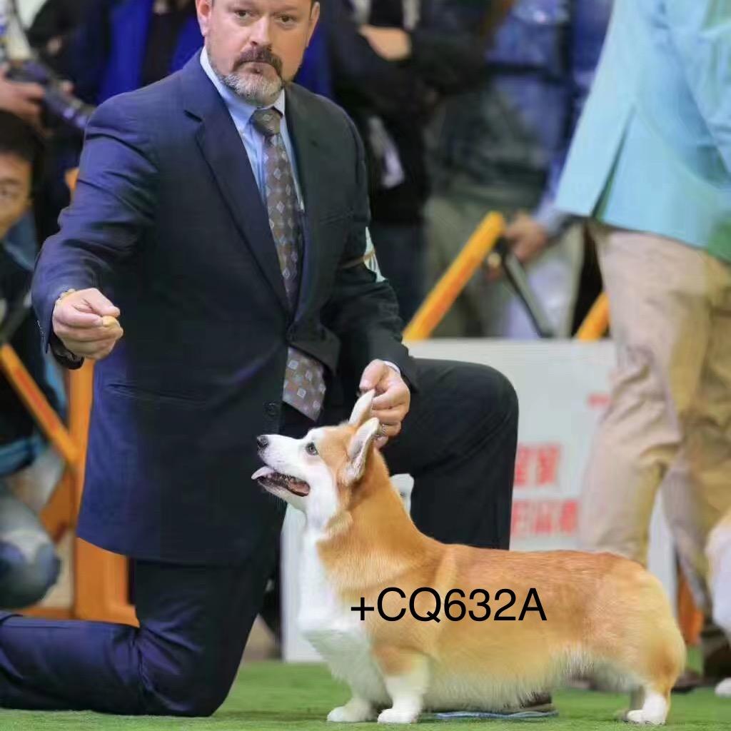 宁波阿庆柯基犬舍