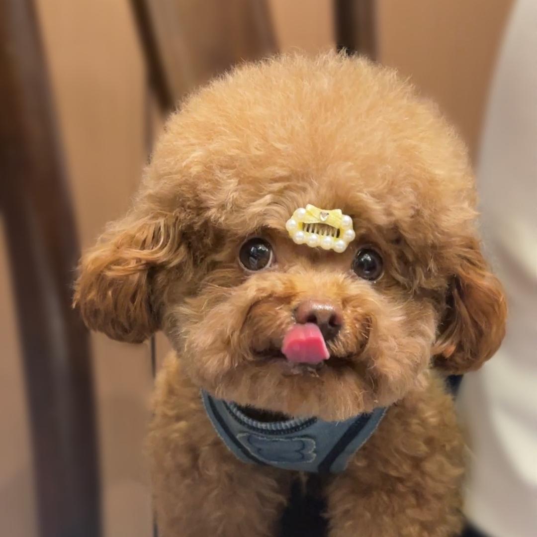 米粒小可爱