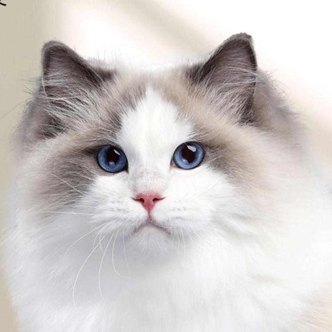 咪喵时光宠物食品