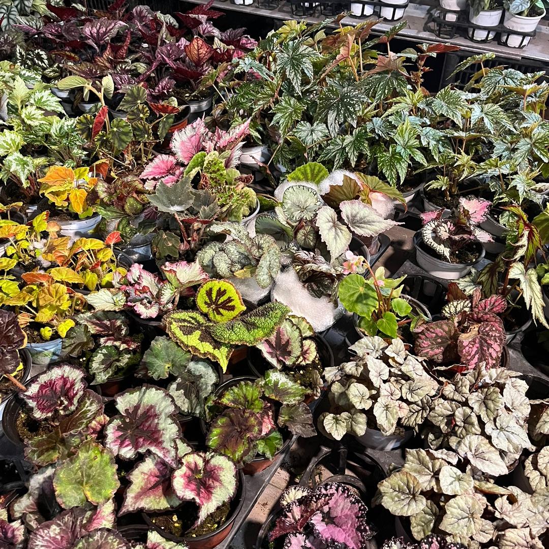花之家热植