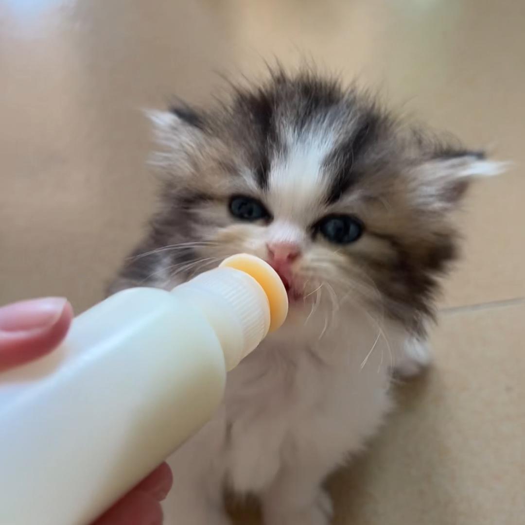 喵小猫