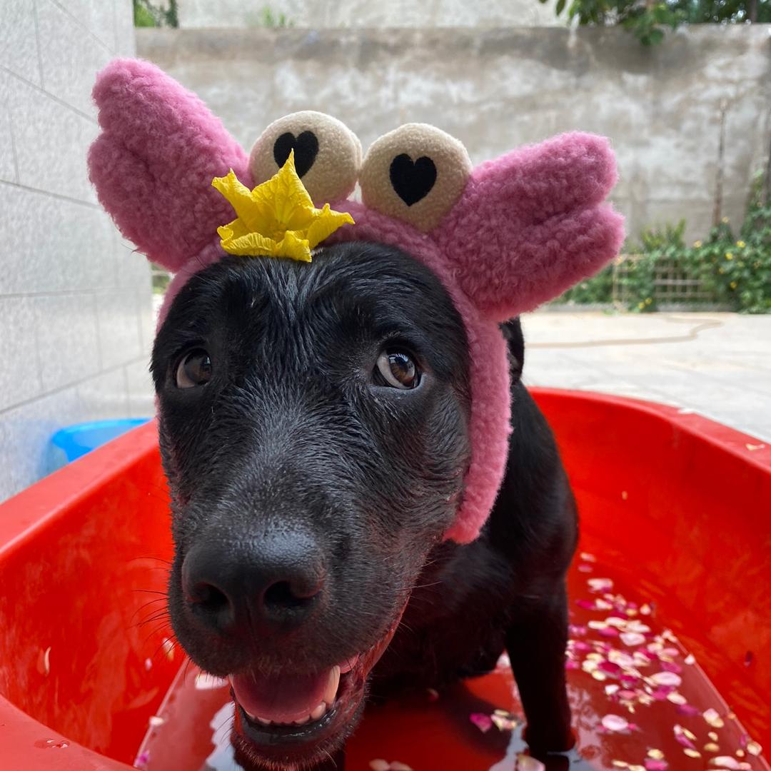 小五的快乐果园