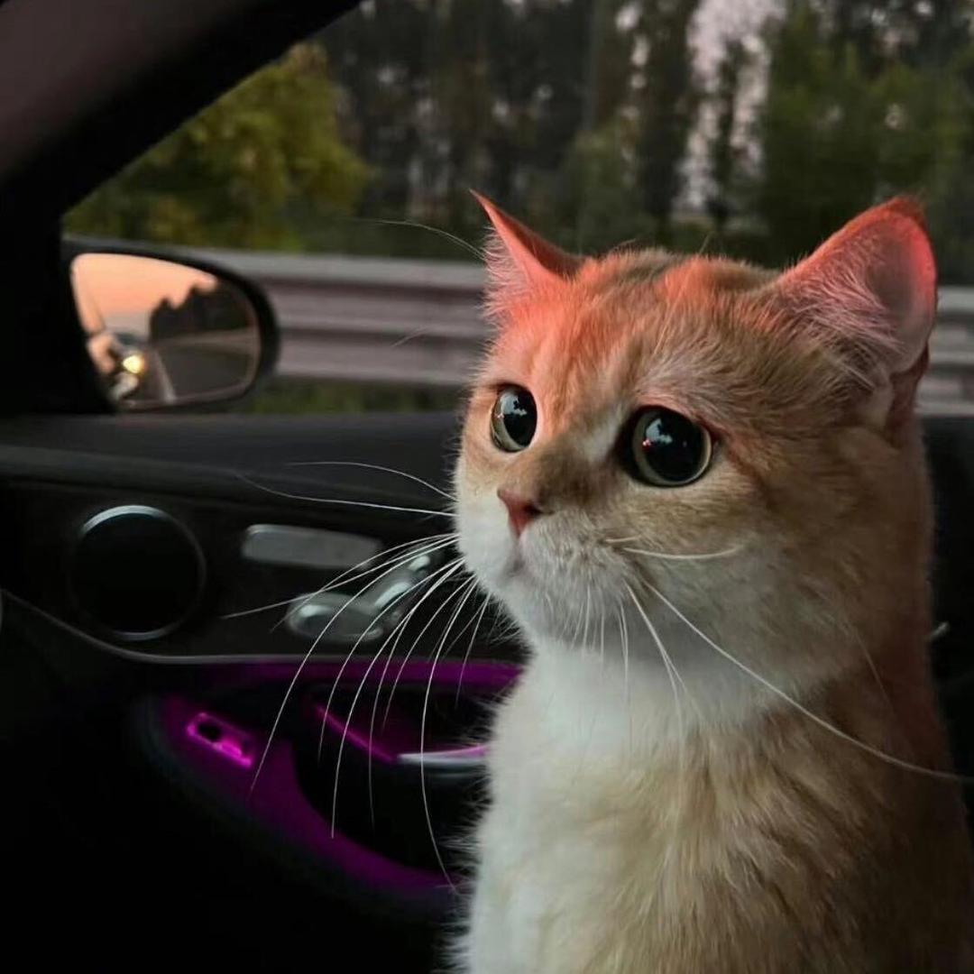 aaaa