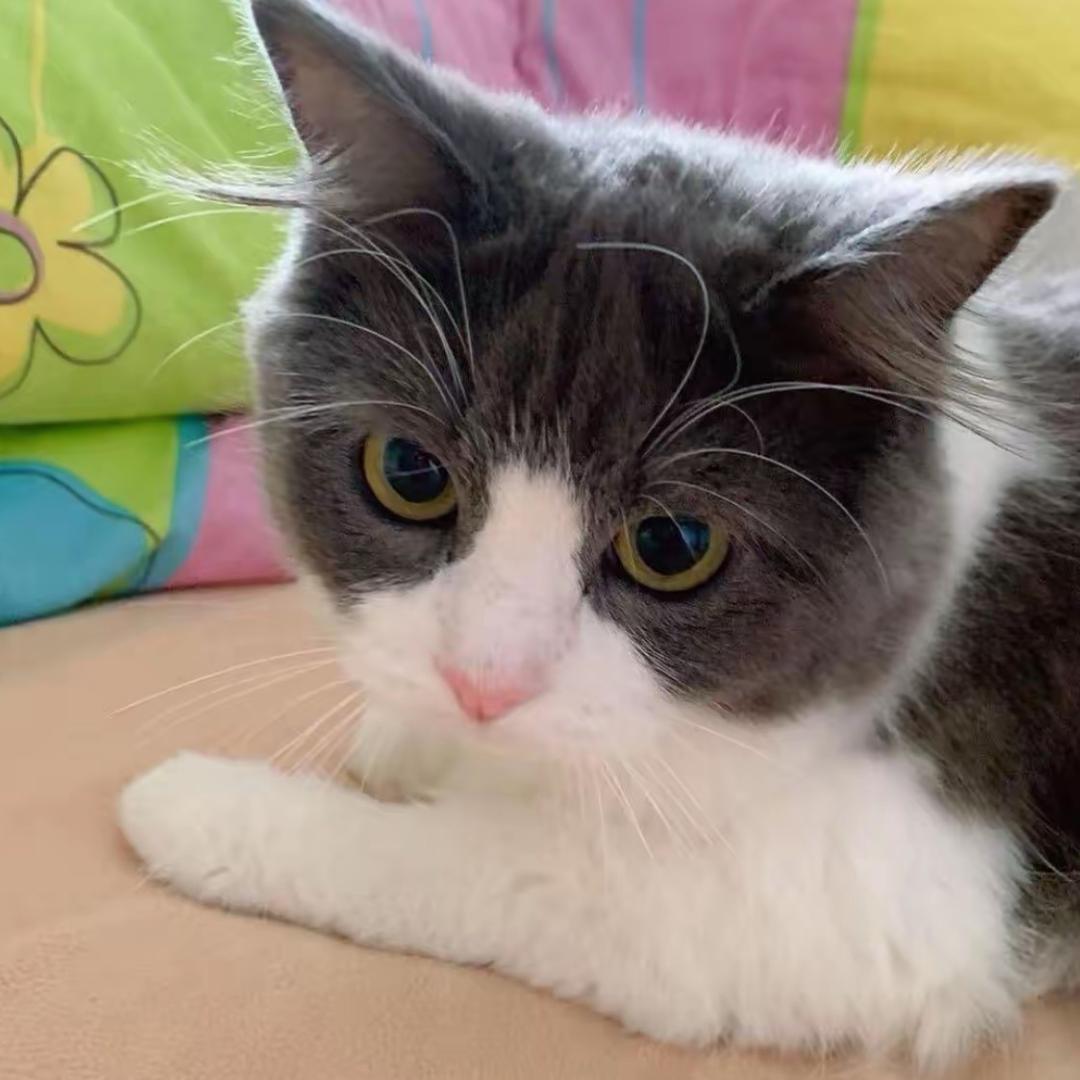 TOM慧哥浅谈