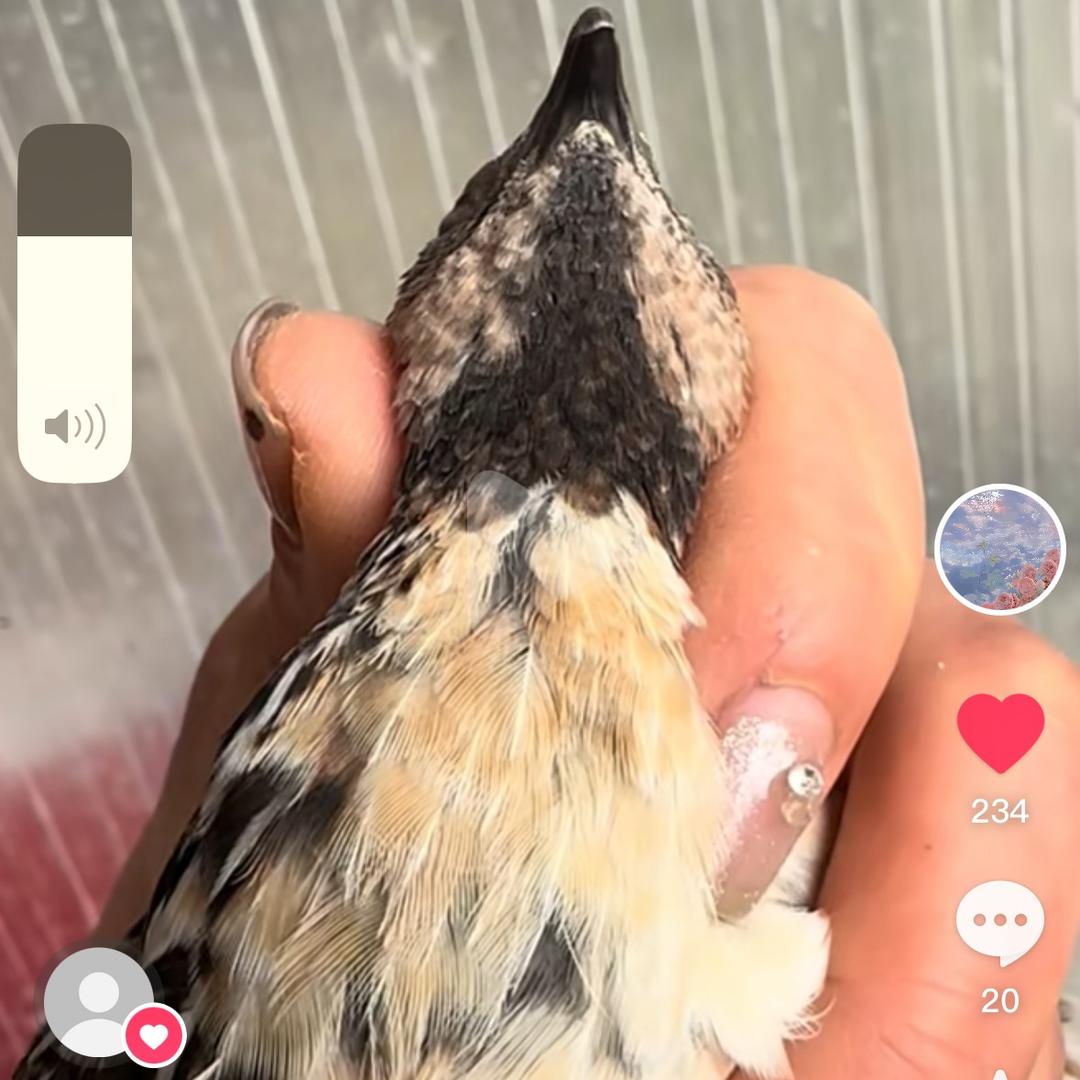 大漂亮家养斗鹌鹑141319