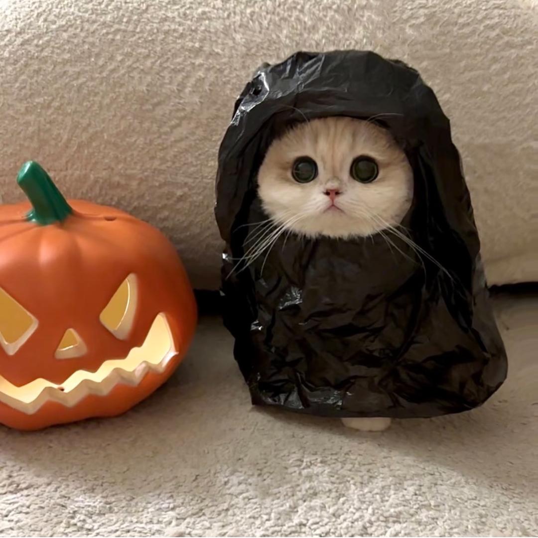 1个元元子| ᴥ•́ )✧