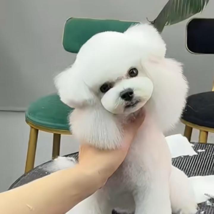 小哥养比熊日常，