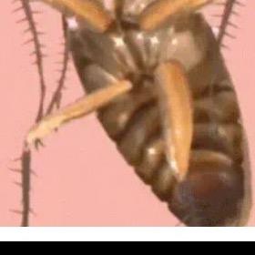 纯情性感母蟑螂遇见我请叫我蟑螂