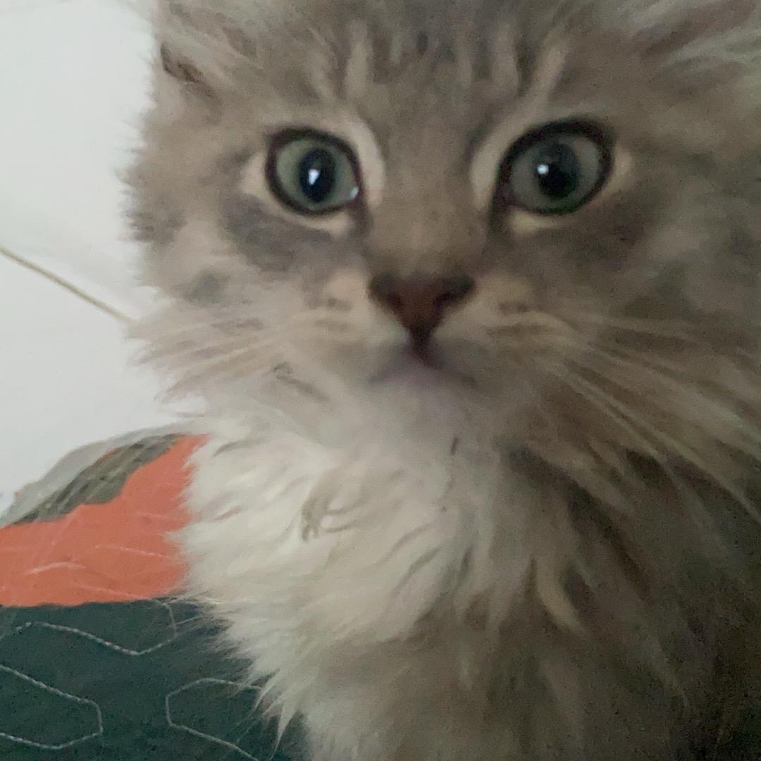 樂悠劉