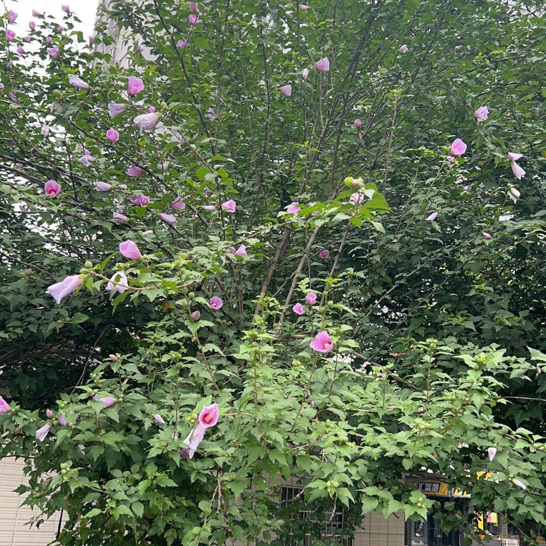 好运降临