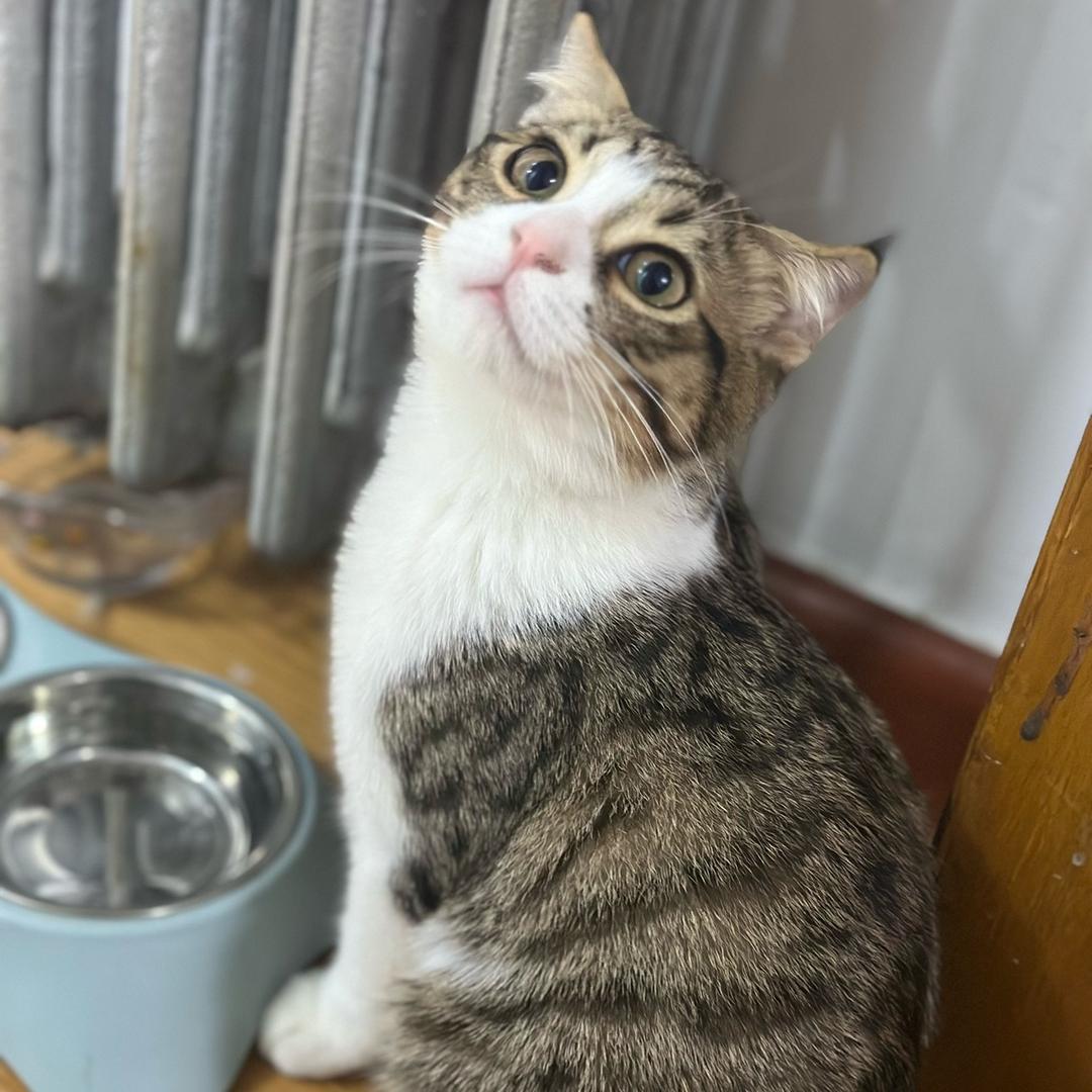 小虎🐯