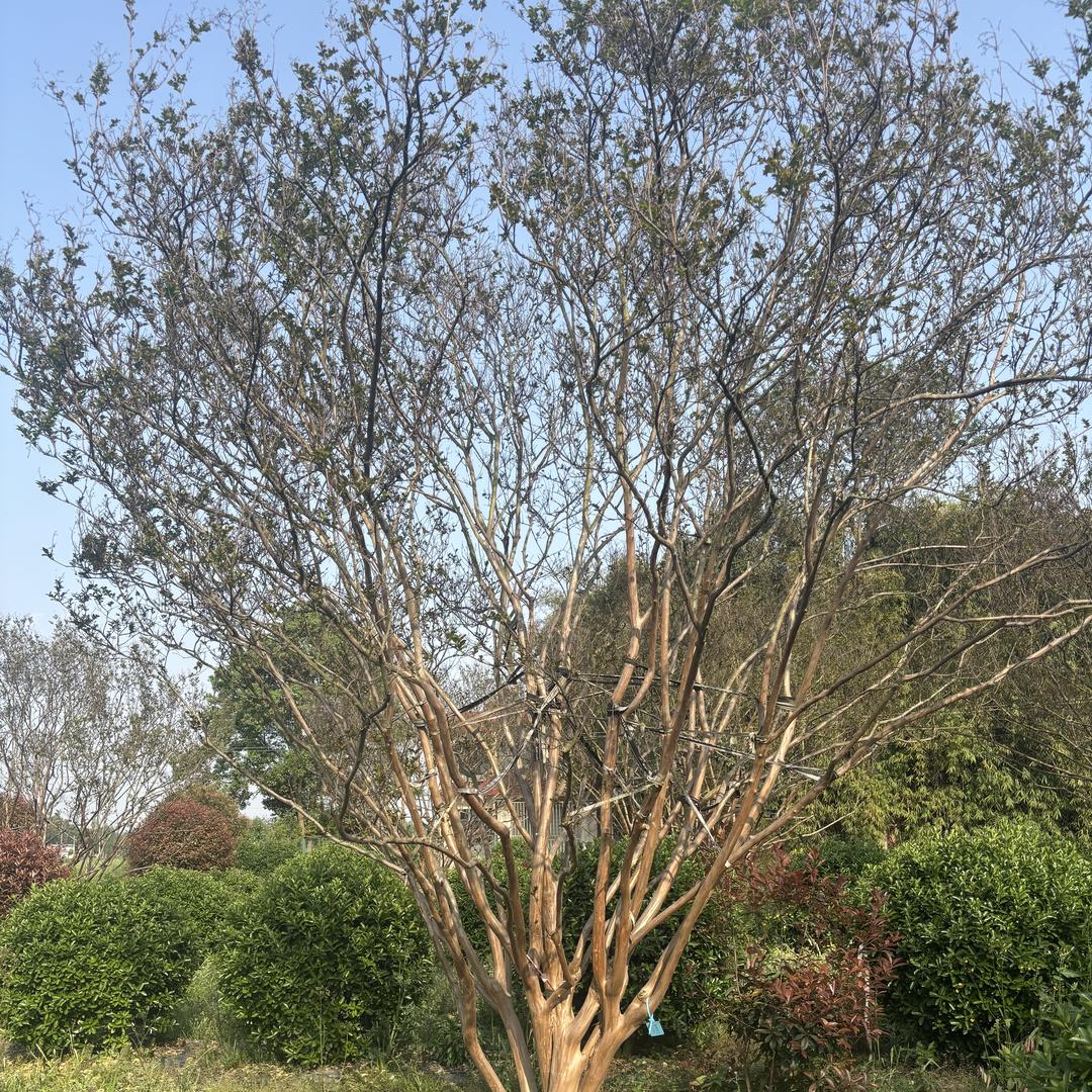 顺旺花卉苗圃