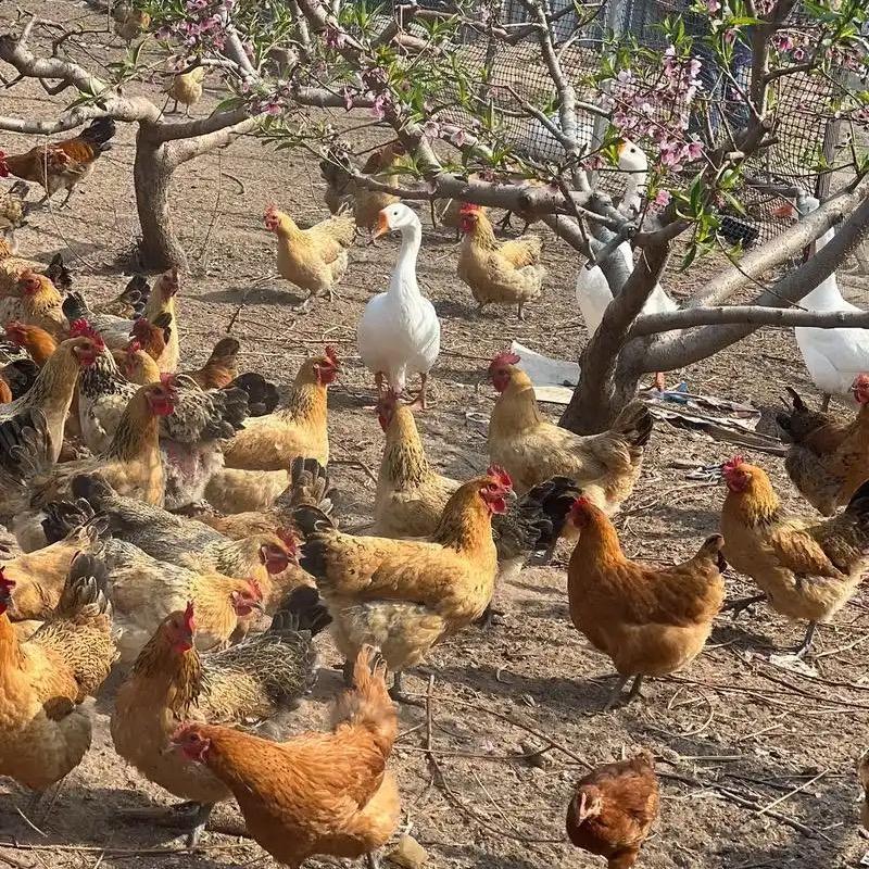 春满园生态散养基地