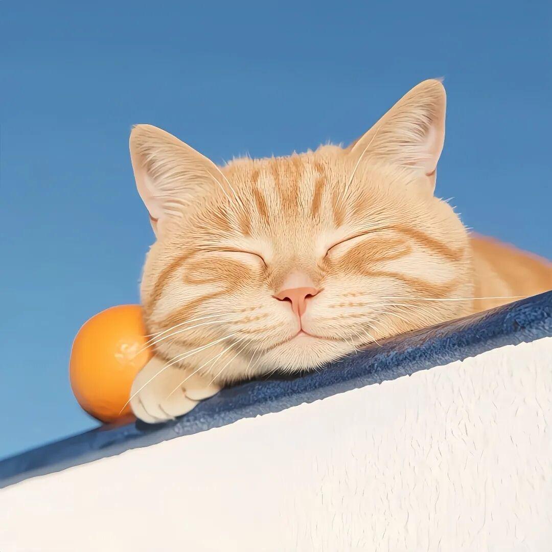 橘猫ོ Orange cat.