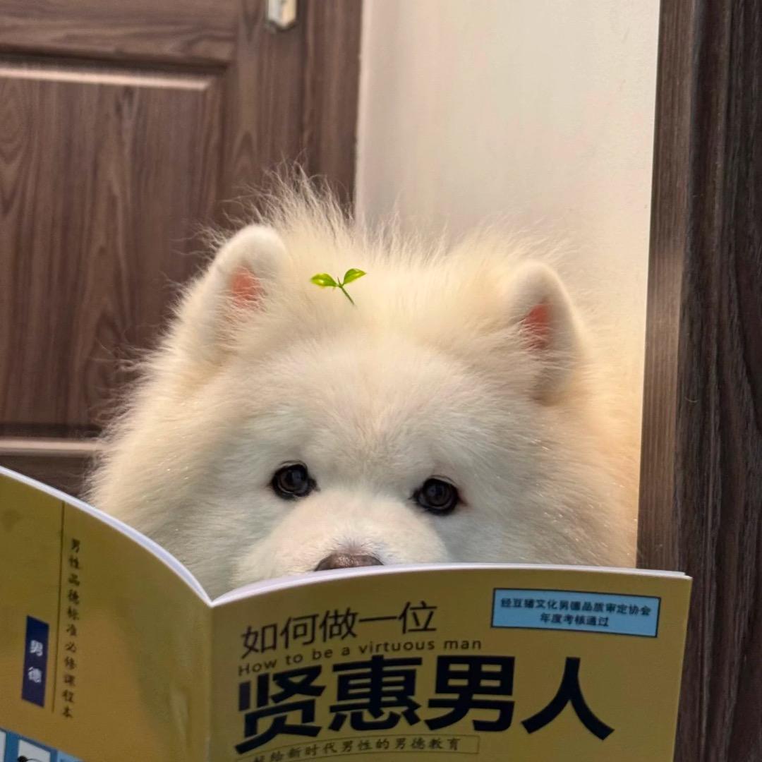 堂.吉柯德（见过邓紫棋版）