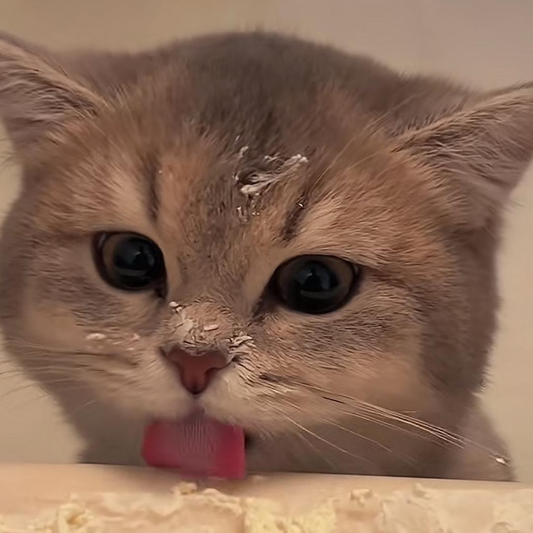 小凡😼