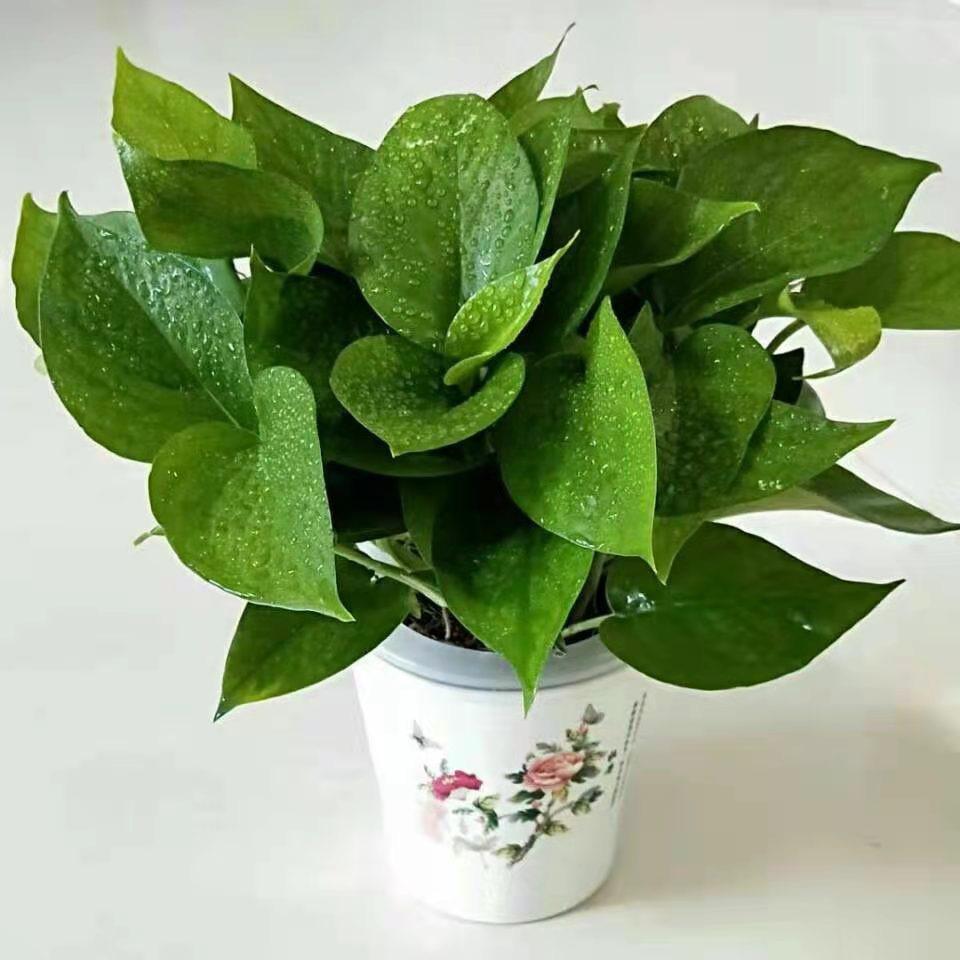 峰林花卉