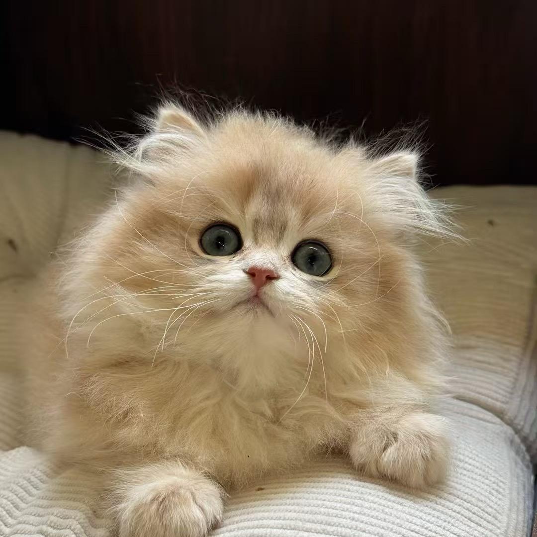 团团的猫