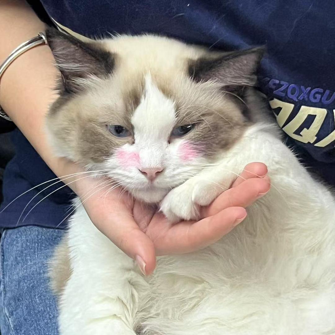 阿鸟🐦（发疯减脂版）