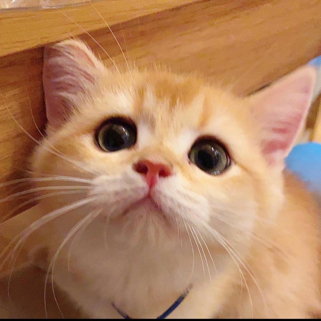 金奶团是只猫