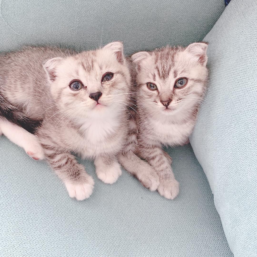 汤圆是只猫