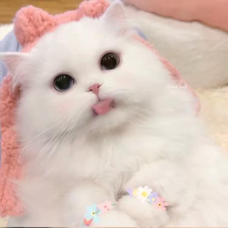 Yangyang-