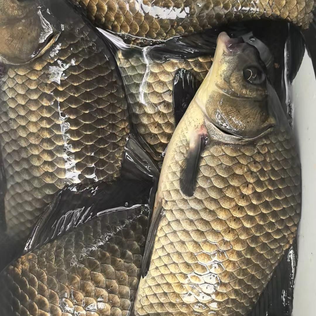 狙鲫精品商行｛玫瑰｝