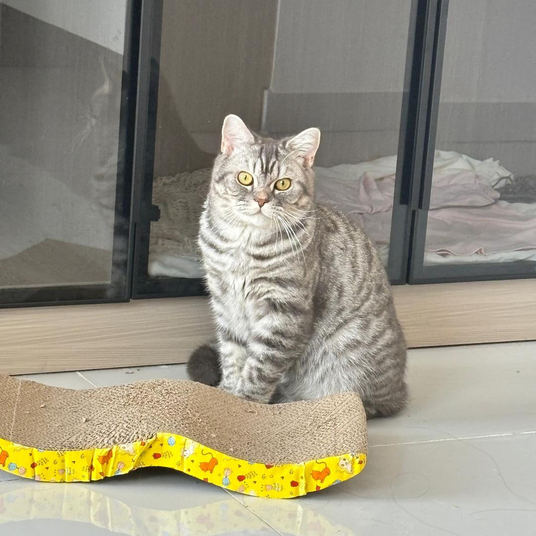 猫妈