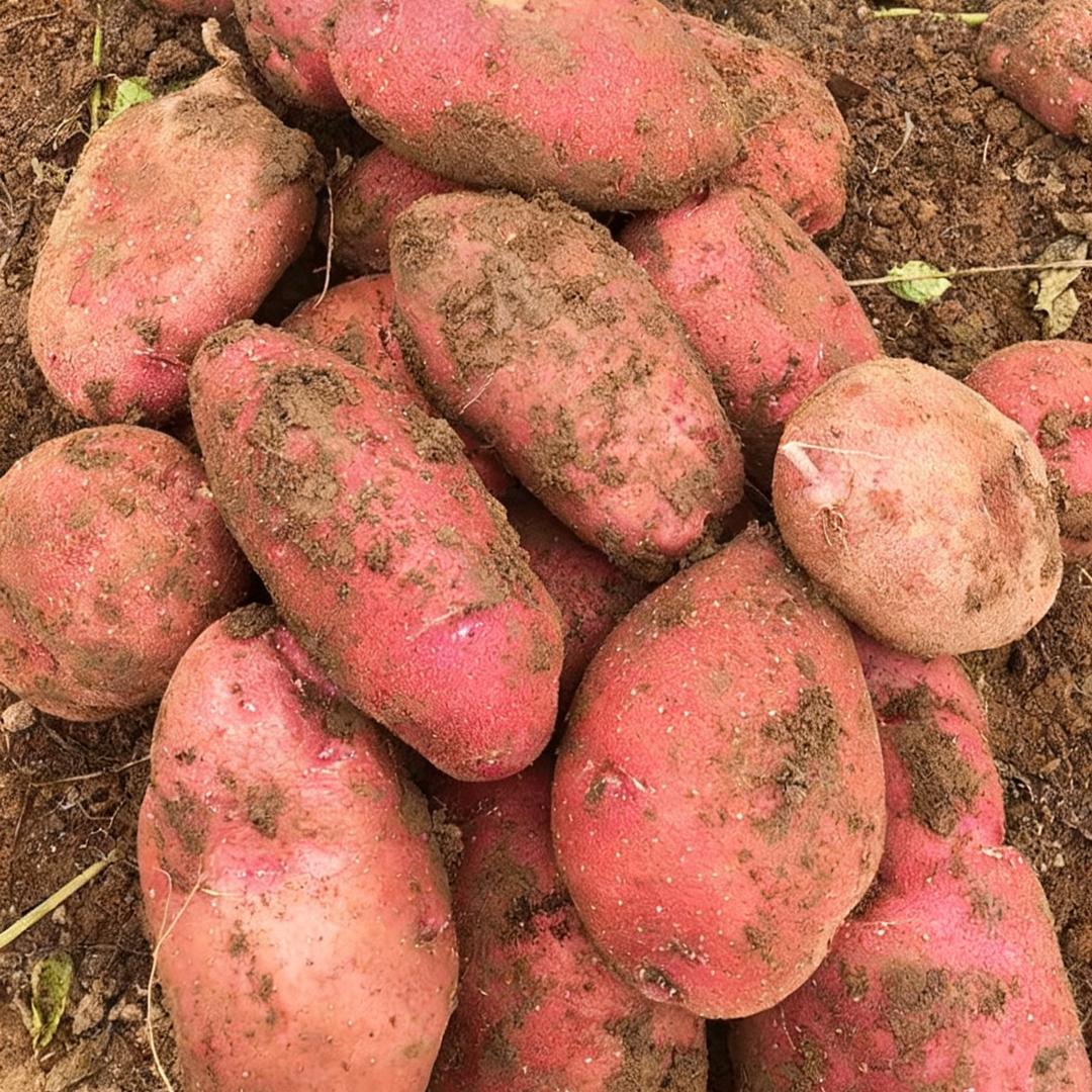 西北农产品甄选