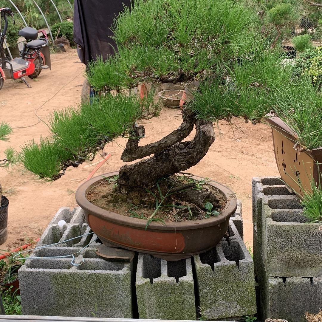 环岛园林