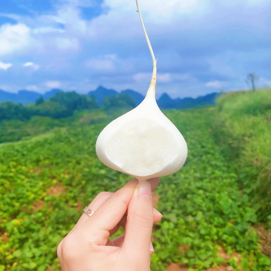 罗小姐一地萝卜